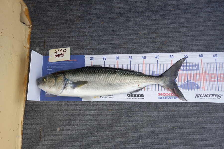 Andrew Wilson caught this 50.5cm Kahawai at Whangaparoa during The Export NZ Fishing Competition
